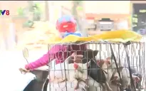 Người chăn nuôi ồ ạt bán heo sữa sang Trung Quốc