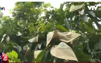 Nông dân lỗ nặng vì tin đồn túi bao xoài nhiễm hóa chất độc