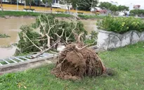 TT-Huế, Đà Nẵng: Khắc phục cây xanh ngã đổ do bão số 4
