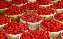 Cà chua trở thành xa xỉ phẩm do sâu bệnh tại Nigeria