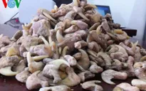 Bắt giữ vụ buôn bán 680 móng vuốt hổ