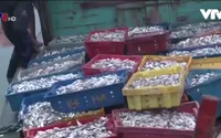 Bắt đầu triển khai thu mua cá cho ngư dân miền Trung
