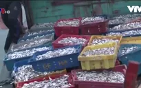 Hà Tĩnh: Ngư dân Cẩm Nhượng yên tâm ra khơi đánh bắt
