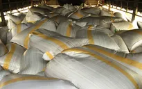 Bắt ô tô chở 13 tấn mỡ động vật không rõ nguồn gốc