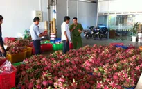 Bắt quả tang cơ sở thu mua thanh long sử dụng hóa chất tại Bình Thuận