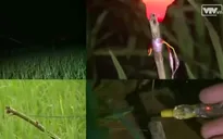 Hải Phòng nghiêm cấm bẫy chuột bằng điện