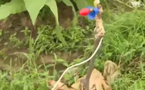 Nguy hiểm chết người từ những bẫy chuột điện