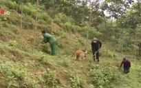 Bộ đội biên phòng Quảng Bình giúp dân phát triển kinh tế