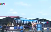 Phú Yên: Mặc lệnh tháo dỡ, bè nổi tạm bợ vẫn mọc lên