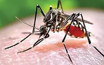 Dịch bệnh Zika vẫn diễn biến phức tạp