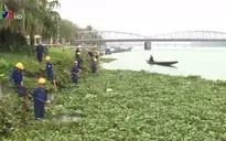 Bèo tây "tấn công" sông Hương