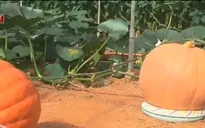 Ý tưởng độc đáo về vườn bí ngô khổng lồ