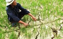 Biến đổi khí hậu ở ĐBSCL đang diễn ra nhanh hơn dự báo