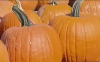 Trộm 200 quả bí ngô tại New Jersey (Mỹ) dịp Halloween