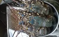 Quảng Trị: Ngư dân được mùa tôm hùm