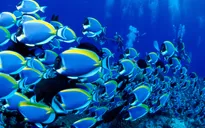 Cá Blue Tang nổi tiếng nhờ phim "Đi tìm Dory"