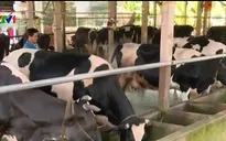 Vinamilk thu mua sữa bò cho nông dân TP.HCM