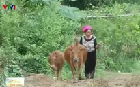 Sơn La: Bò hỗ trợ dân tái định cư không đạt tiêu chuẩn