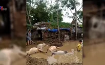 Nhiều nông dân mất trắng tài sản sau lũ