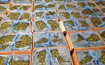 Bộ Công an đề nghị xem "lá Khat" là ma túy