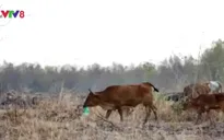 Thiếu thức ăn do nắng hạn, bò chết vì phải ăn... rác