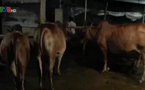 Bắt quả tang vụ bơm nước vào bò trước khi giết mổ