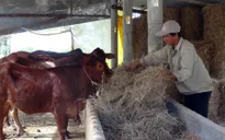 Nam Trung Bộ: Khan hiếm nguồn thức ăn chăn nuôi sau lũ