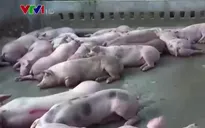 Phát hiện cơ sở bơm nước, tiêm thuốc an thần vào lợn tại Bình Dương