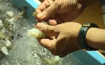 Gia tăng tình trạng bơm tạp chất vào tôm