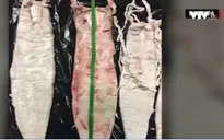 Cận cảnh cuộc truy quét những kẻ đi săn trộm cá Totoaba