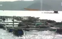 Phú Yên: Cá bớp nuôi bị chết do nhiễm vi khuẩn