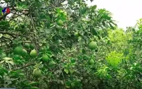 Bưởi Tân Triều mất mùa, khan hiếm hàng bán Tết