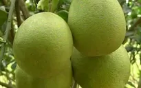 Xuất sang châu Âu, bưởi Năm Roi đắt như "tôm tươi"