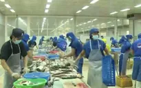 Không có chuyện thiếu hụt cá tra nguyên liệu
