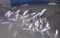 Hà Tĩnh: Rét đậm, cá nuôi lồng bè chết hàng loạt