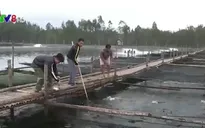 Hiệu quả từ mô hình nuôi cá mú xuất khẩu ở HàTĩnh