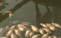 Hơn 3 tỷ hỗ trợ người nuôi cá lồng bè bị thiệt hại tại An Giang