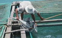 Ngư dân Lăng Cô khôi phục sản xuất sau vụ cá chết hàng loạt
