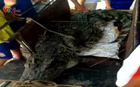 Hà Nội: Bất ngờ bắt được cá sấu dài 3m, nặng gần 1 tạ ở đầm nước