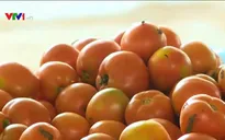 Mộc Châu hướng đến nông sản sạch