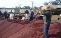 Bất chấp thiên tai Đắk Lắk vẫn thu hoạch gần 453.000 tấn cà phê