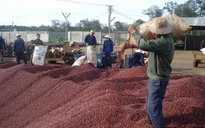 Doanh nghiệp thu mua cà phê đang gặp khó