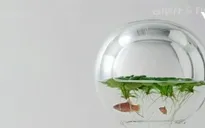 Waterscape – Bể cá trang trí bằng hình in 3D độc đáo