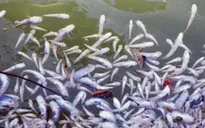 Chưa xác định nguyên nhân cá chết ở Khánh Hòa