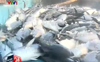 An tâm với cá biển đánh bắt ngoài khơi xa của ngư dân miền Trung