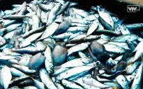 Nhiều ngân hàng hỗ trợ ngư dân miền Trung bị thiệt hại do cá chết