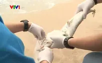 Tạm ngừng thả giống mới tại các vùng có cá chết hàng loạt