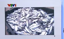 Cá chết vẫn tiếp diễn ở Hà Tĩnh