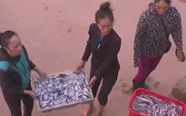 Cá chết ở Kỳ Anh, Hà Tĩnh được bán đắt hàng