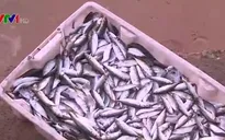 Công khai bán cá chết tại vùng biển Kỳ Lợi, Hà Tĩnh